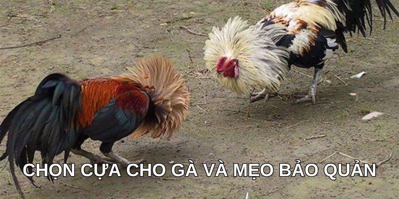 Chọn cựa cho gà và mẹo bảo quản