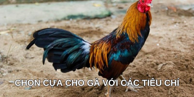 Chọn cựa cho gà với các tiêu chí