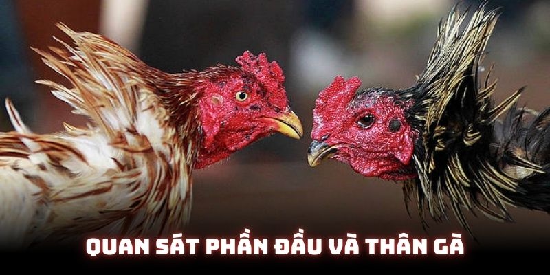 Quan sát phần đầu và thân của chiến kê rất hiệu quả