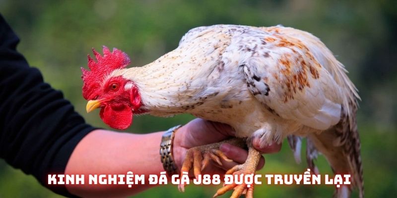 Kinh nghiệm đá gà J88 truyền lại nên được phổ biến cho tất cả người chơi