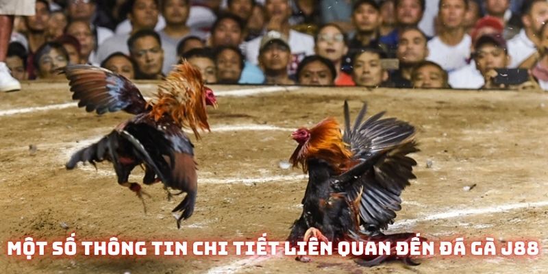 Một số thông tin chi tiết liên quan đến đá gà J88 mới nhất