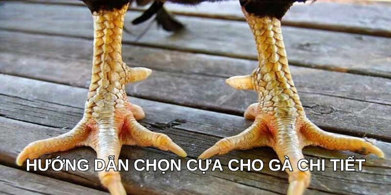 Hướng dẫn chọn cựa cho gà chi tiết